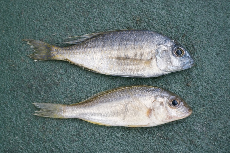 Placidochromis sp. 'longimanus chirombo' Chirombo Bay